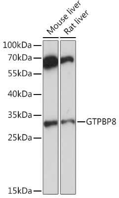 Western Blot: GTPBP8 AntibodyAzide and BSA Free [NBP3-04469]